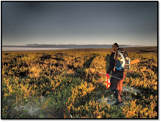 Katie walking back to Trail Valley Creek Research Camp after a day of field work on the low Arctic tundra.