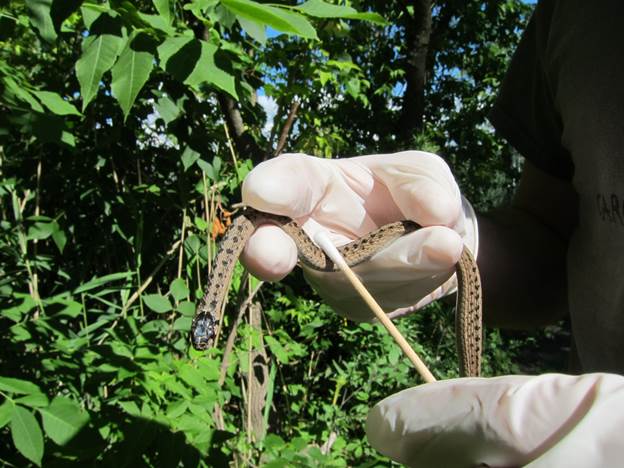  Swabbing for DNA is a first step in wildlife genomics research. Researchers are using genomics to learn more about the incidence of snake fungal disease to protect species at risk like this Dekay’s Brownsnake.