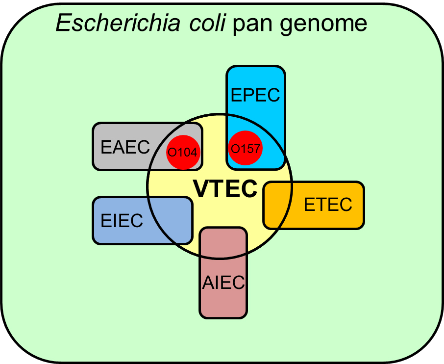 Relationship between the genomic content of verotoxigenic <em>Escherichia coli</em> (VTEC) and other <em>Escherichia coli</em> pathotypes.
