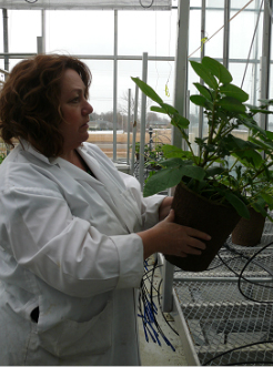 Scientist looking at a plant