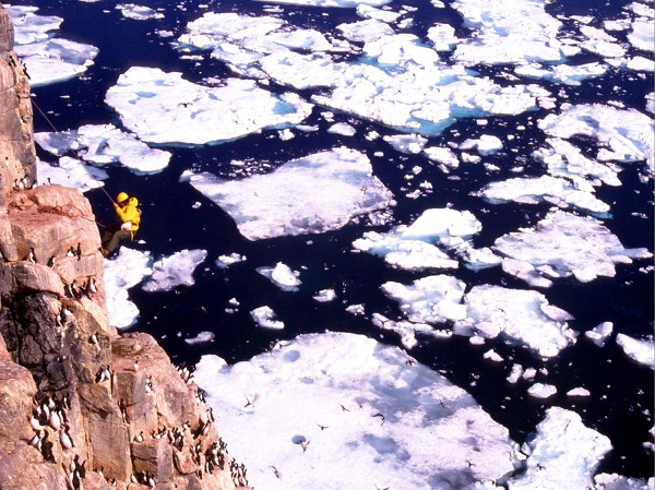 Photo : Descente d'une falaise pour surveiller les polluants qui touchent les colonies d'oiseaux marins de l'Arctique