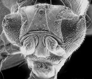  Les yeux des mouches à fruits en bonne santé sont ronds au lieu d’avoir une forme triangulaire.