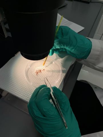 Un scientifique examine les tiques au microscope.