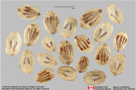 An example of an image provided in the Seed Identification Guide® fact sheet for Giant Hogweed (Heracleum mantegazzianum).