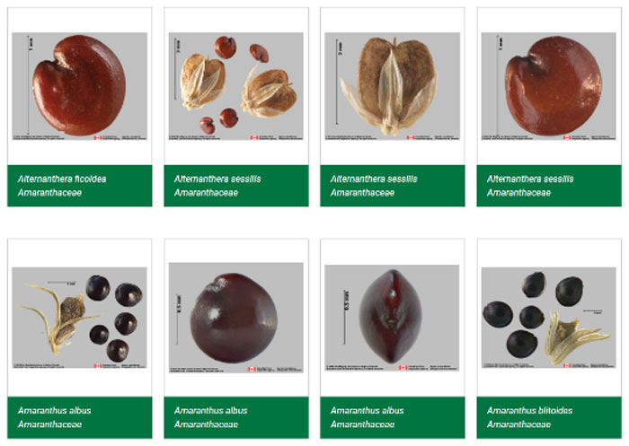 Part of the image gallery of the Seed Identification Guide®, highlighting species from the Amaranthaceae family.