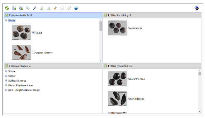 The identification key in the Seed Identification Guide®.