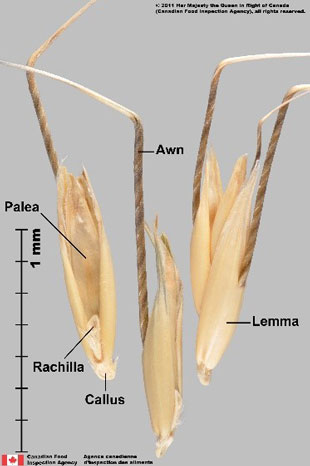 false wild oat (Avena sativa mut. fatuoid)