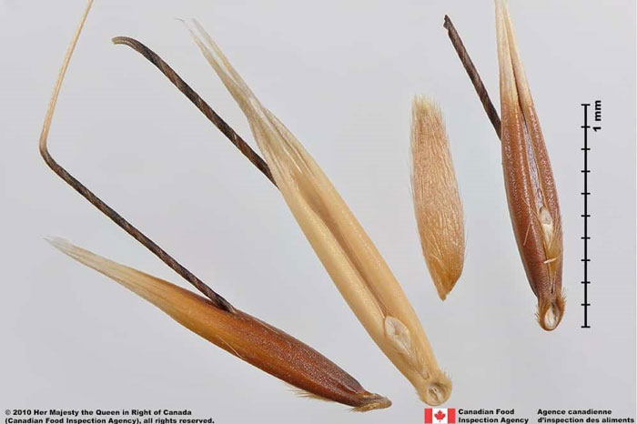 wild oat (Avena fatua)