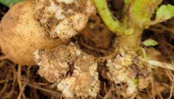 International science perspectives on potato wart