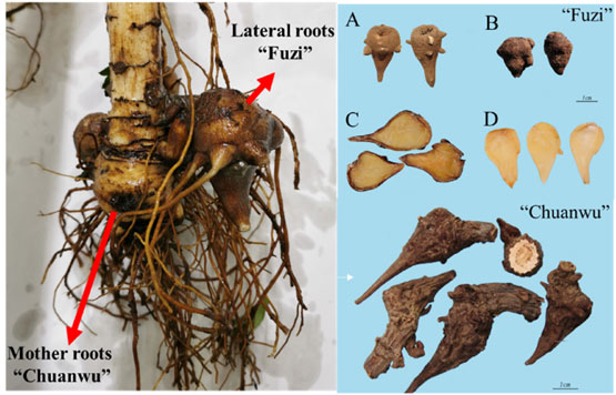 The appearance of raw (left) and commercial (right) roots of Aconitum carmichaelii;  A – D show commercially prepared types of “Fuzi” roots for use in Chinese Herbal Medicine.