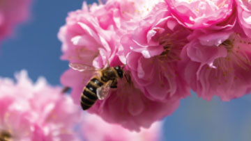 A honey bee on a cherry blossom.