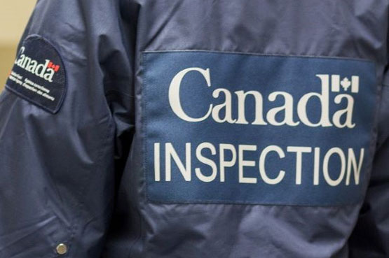 A Canadian Food Inspection Agency inspector standing in a laboratory with the focus placed on the words Canada Inspection printed on the back of the inspector's jacket.