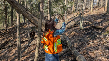 Une femme portant un gilet de sécurité orange et une chemise à carreaux examine des branches d’arbre dans une zone boisée, entourée de feuilles mortes et de troncs d’arbres tombés.