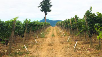 Vignes de pinot noir plantées sur l’île de Vancouver.