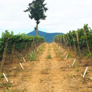 Des vignes saines pour les vins canadiens