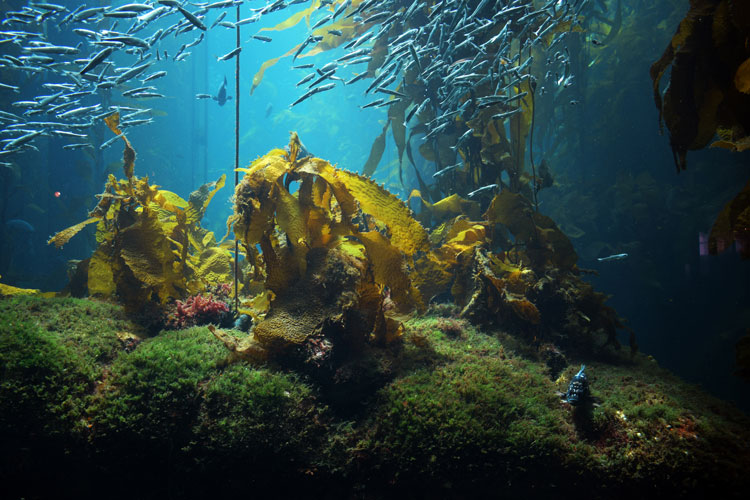 Puits de carbone : Les prairies marines, les forêts de varechs, les marais salants et les sédiments meubles au large des côtes canadiennes sont des réservoirs de carbone qui peuvent contribuer à atténuer les changements climatiques.