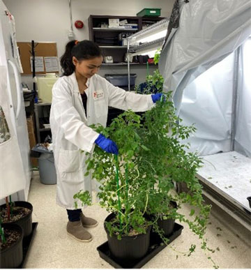 Plants d’amarante poussant dans des tentes de culture au Laboratoire de recherche sur l’identification