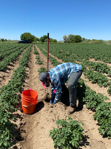 Étudiant à la maîtrise du laboratoire Schott effectuant un prélèvement de sol en cours de saison pour analyser les populations de vers de terre et de nématodes