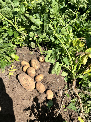 SUn plant de pomme de terre montrant la mise en place (le nombre de pommes de terre produites) et le profil de taille