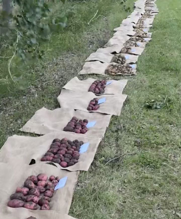 Nombre de pommes de terre et profils de taille du test de variétés de pommes de terre fraîches au Manitoba