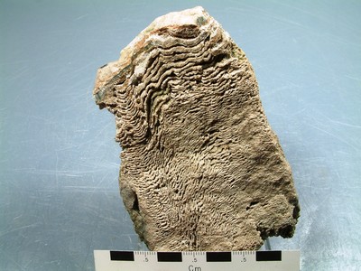Eozoon canadense