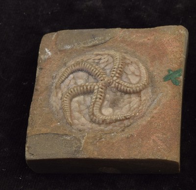 Lebetodiscus dicksoni
