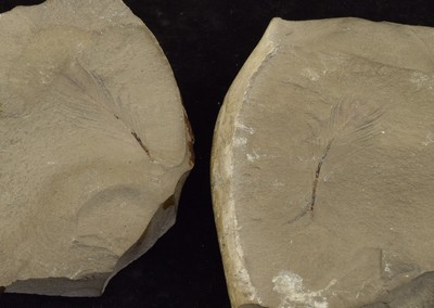 Plume fossile