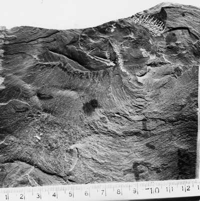 Burgess Shale 1