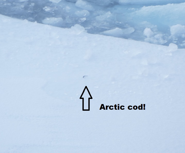 LIFE! First fish I saw in the Arctic Ocean (September 10)
