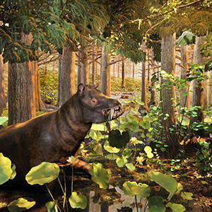 La Forêt fossile de l’Arctique Bernard-Pelletier de l’Institut océanographique de Bedford (IOB)
