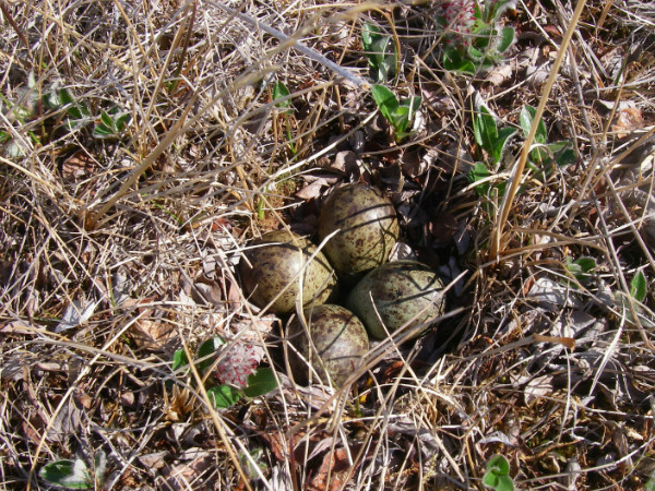 La plupart des espèces d'oiseaux de rivage ont des œufs colorés ou mouchetés qui prennent l'aspect de la végétation dans l'habitat où ces oiseaux préfèrent nicher, de sorte que les nids et les œufs puissent très bien s'y fondre. Ces nids n'ont rien de sophistiqué : il s'agit simplement de structures en forme de bol ou des dépressions peu profondes parfois tapissées de feuilles ou de lichen provenant des environs, ce qui permet aussi de se fondre avec le milieu #LaFonctionAvantLaForme. Les œufs sont à peu près de la taille d'une pièce de deux dollars.