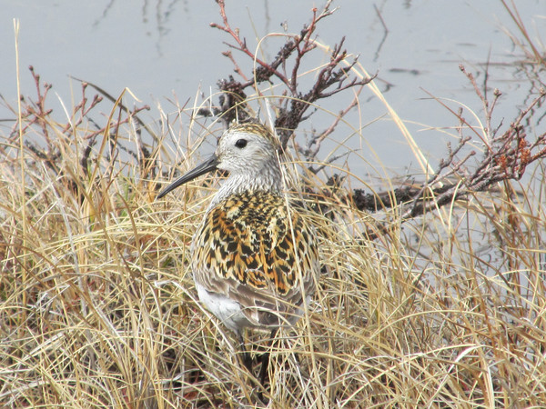 Bécasseau variable
