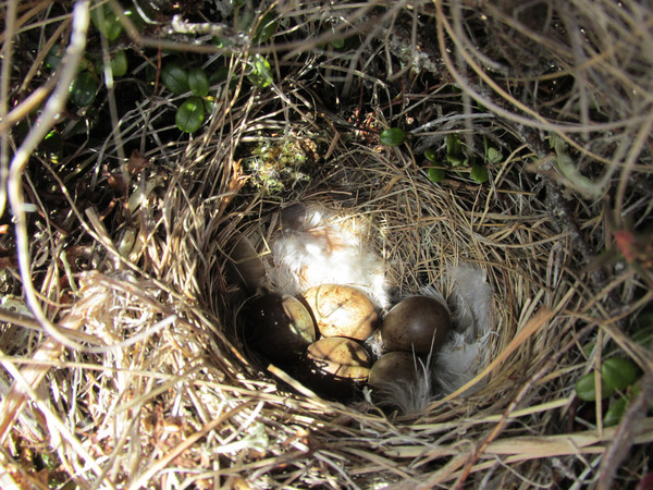 Lapland Longspur nest
