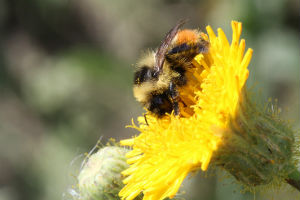 Les poils récolteurs de pollen sont bien visibles sur cette photo prise par Ilona Naujokaitis-Lewis.