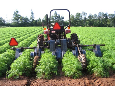Photo: Carrot Foliage Trimmer