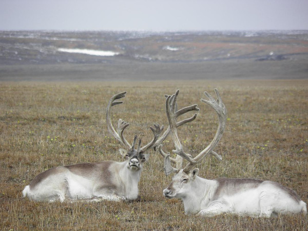 Caribou de Peary