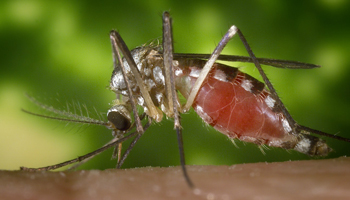 Examen de la recherche sur le virus La Crosse