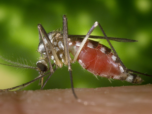 Source: CDC/James Gathany 