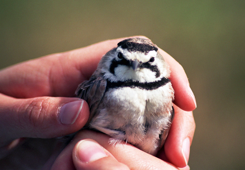 Photo: Male Horned Lark