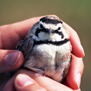 Les oiseaux alpins peuvent-ils composer avec les conditions météorologiques extrêmes?