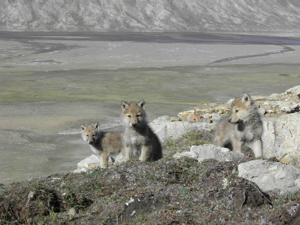 Comme les loups se regroupent autour des tanières au début de l'été, nous pouvons compter avec précision le nombre de loups dans la meute - à d'autres périodes de l'année, il se peut que les membres de la meute ne se déplacent pas ensemble. Nous pouvons aussi compter les louveteaux et consigner les portées qui ne survivent pas au début de l'été; il s'agit de renseignements importants pour déterminer la productivité.