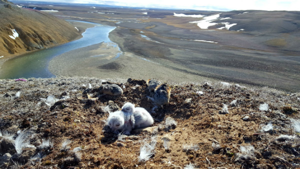 La Réserve nationale de faune Nanuit Itillinga (Polar Bear Pass) offre un habitat à de nombreuses espèces d'oiseaux nicheurs. Bien que nos recherches portent surtout sur les oiseaux de rivage, nos relevés comprennent toutes les espèces d'oiseaux qui se reproduisent dans la toundra. Des portions de la Réserve nationale de faune Nanuit Itillinga abritent des milieux humides luxuriants et d'autres, des milieux secs constitués de formations géologiques comme des cheminées de fées et des falaises, où ce nid de harfang des neiges a été trouvé. #SiJeMangeUnLemmingDePlusJeVaisEclater #comaalimentaire