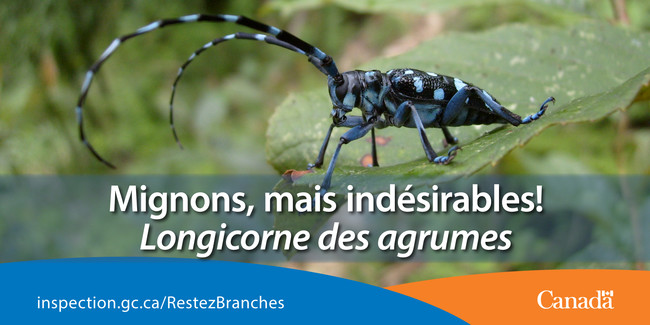 Des insectes destructeurs liés à cette espèce d’Anoplophora ont tué des millions d’arbres en Amérique du Nord.