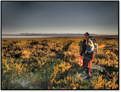 Katie rebroussant chemin vers le camp de recherche du ruisseau Trail Valley, après une journée de travail sur le terrain dans la toundra du Bas-Arctique.