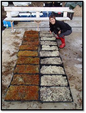 Emily (à gauche) photographiée avec des échantillons des mousses et des lichens recueillis pour une expérience avec du substrat menée par Cory Wallace (candidate au doctorat).