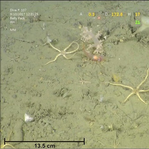 Structures « pingomorphes » et volcans de boue dans l’est de la plateforme du Mackenzie le 12 septembre