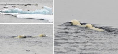 Un ours blanc et son petit aperçus du pont tôt ce matin