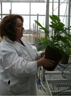 Scientifique qui regarde une plante