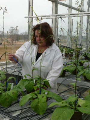 Scientifique travaillant avec des plantes