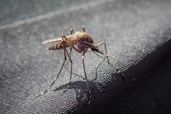 Un de ces maringouins qui semblent capables de piquer à travers l’étoffe d’un pantalon en Gore-Tex